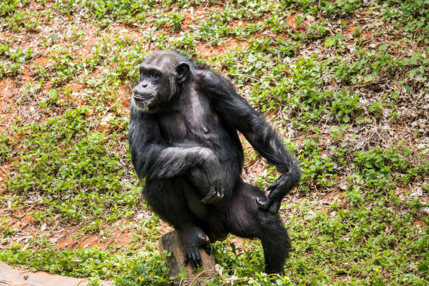 ape