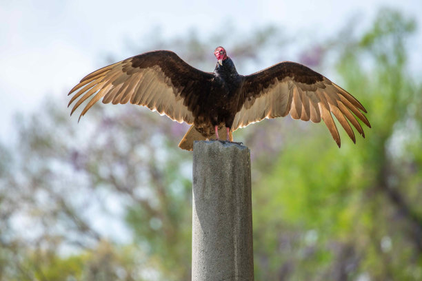 buzzard