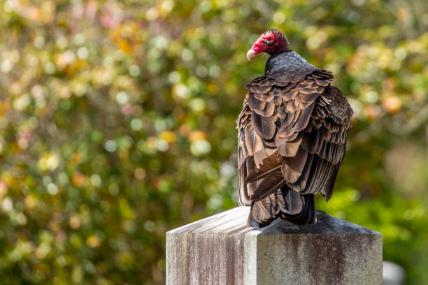 buzzard