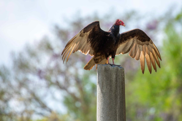 buzzard