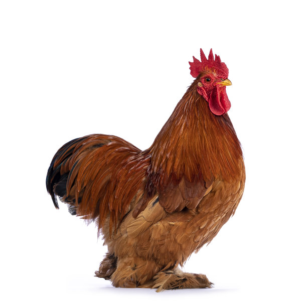 cock