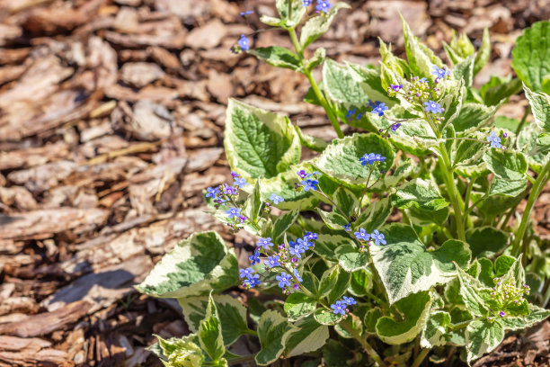 brunnera