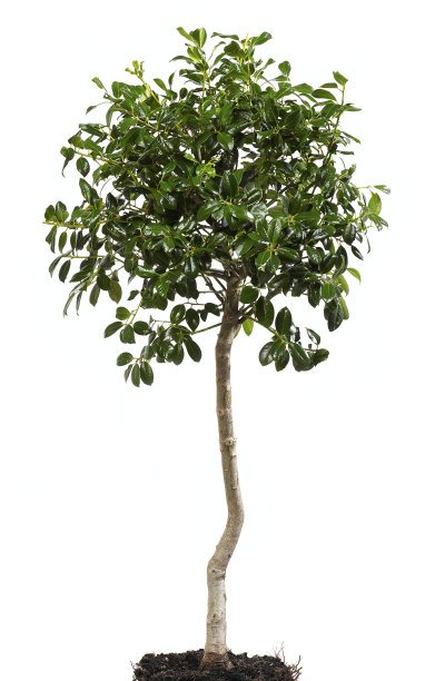 evergreen