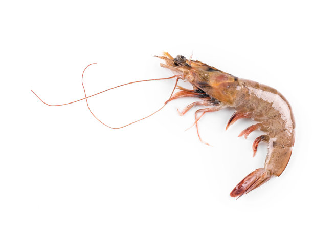 shrimps