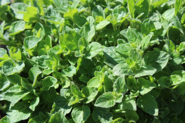oregano