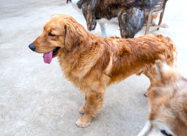 airedale
