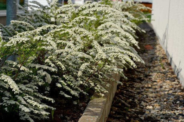 filipendula