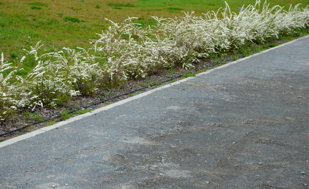 filipendula