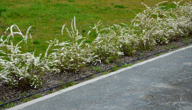 filipendula
