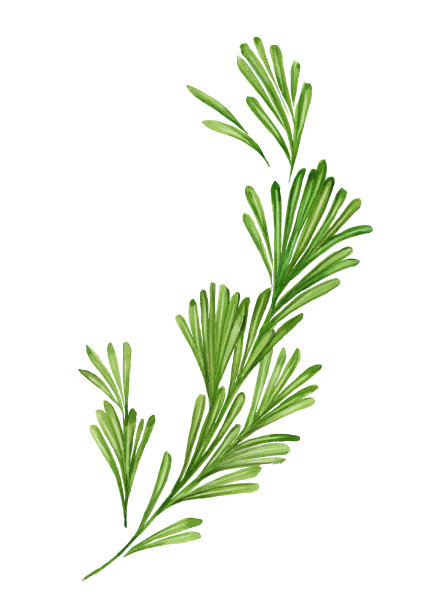 rosemary