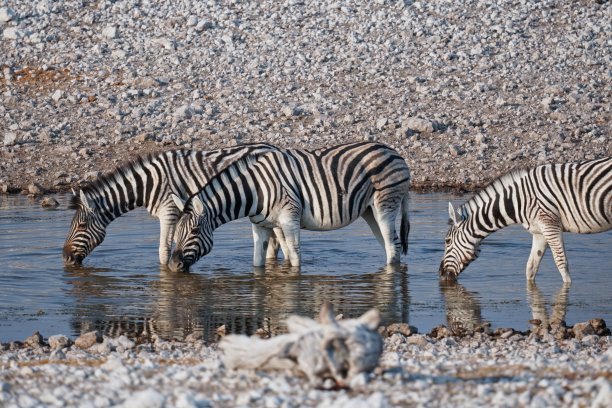 zebra
