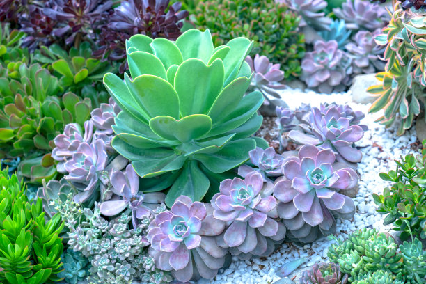 crassula