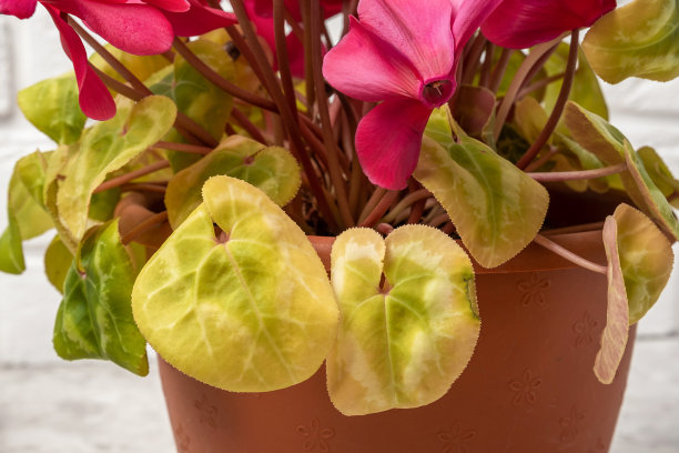 cyclamen