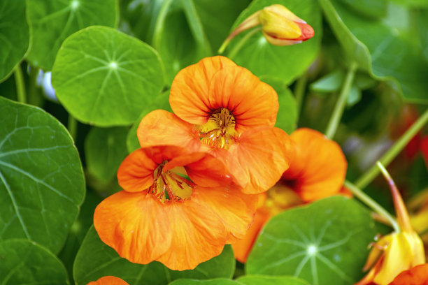 nasturtium