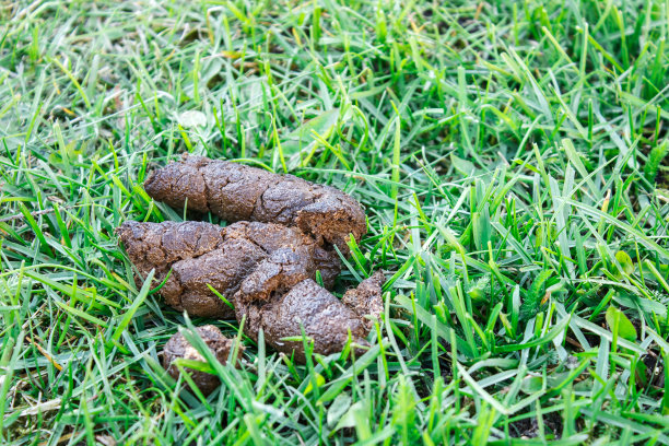 poo