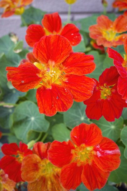 nasturtium