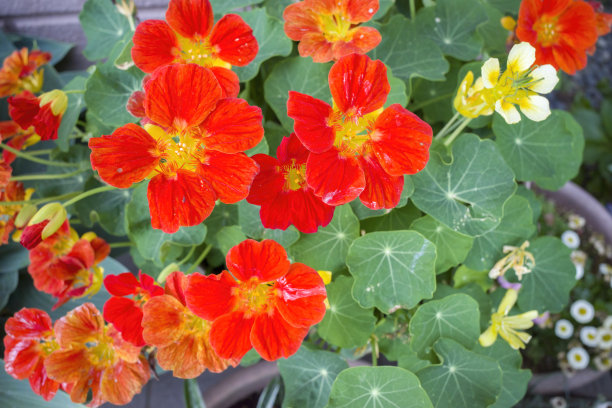 nasturtium
