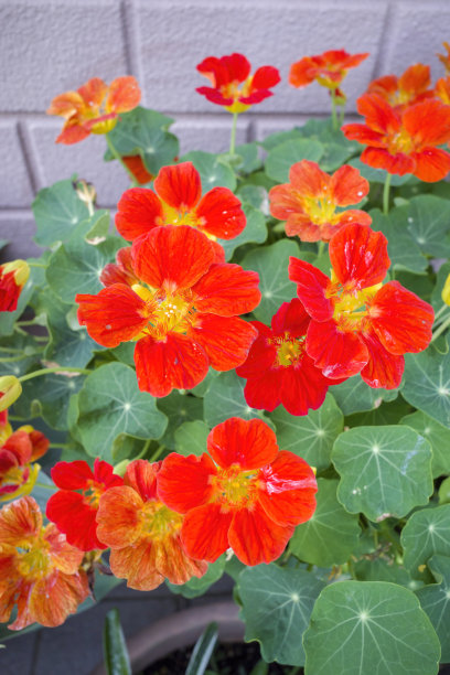 nasturtium