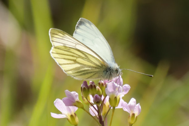 pieridae