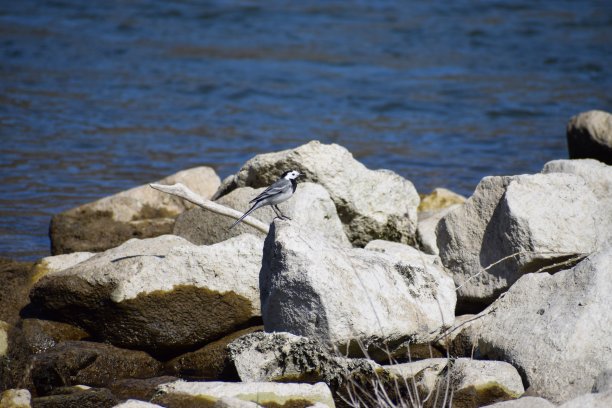 wagtail