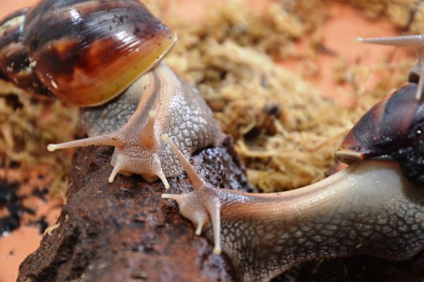 gastropod