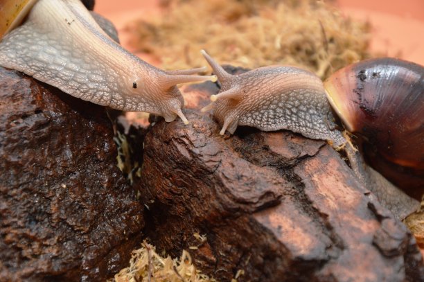 gastropod