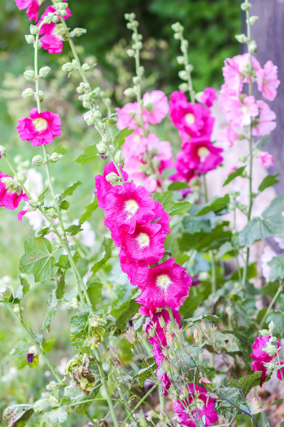 stockrose