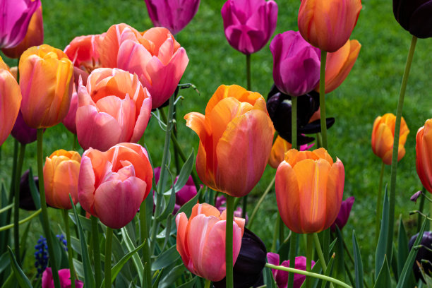 橙红色花朵条纹背景图案