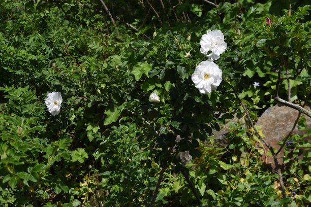 rugosa