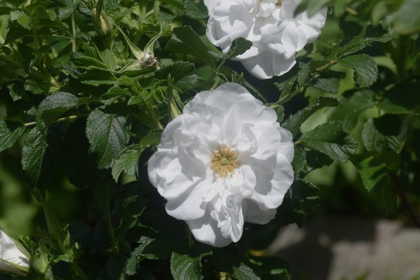 rugosa