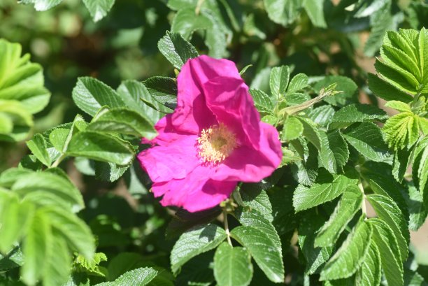 rugosa