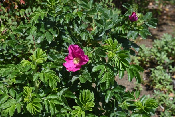 rugosa