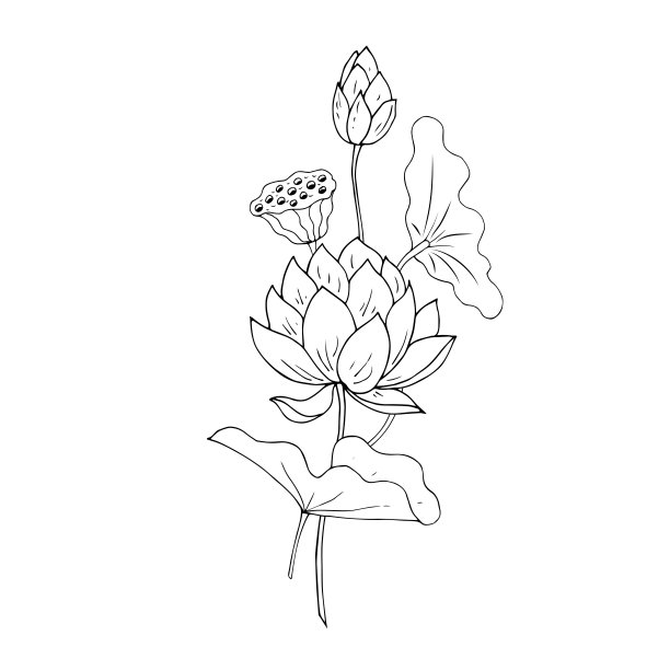 莲花线描