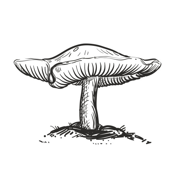 蘑菇速写画