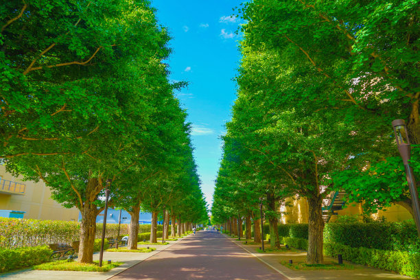avenue