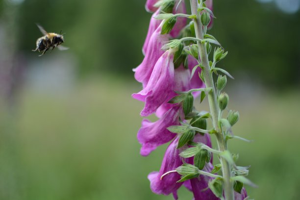 digitalis
