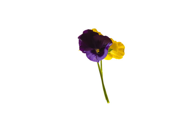 pansy