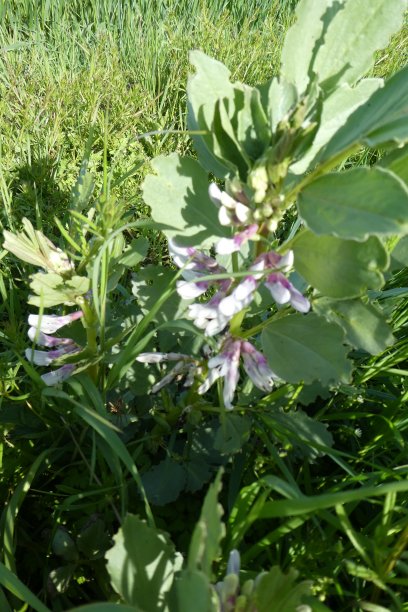 legume