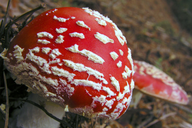 amanitaceae