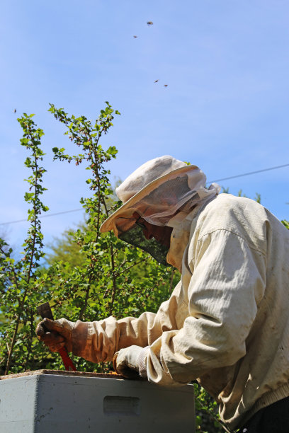 beekeeper