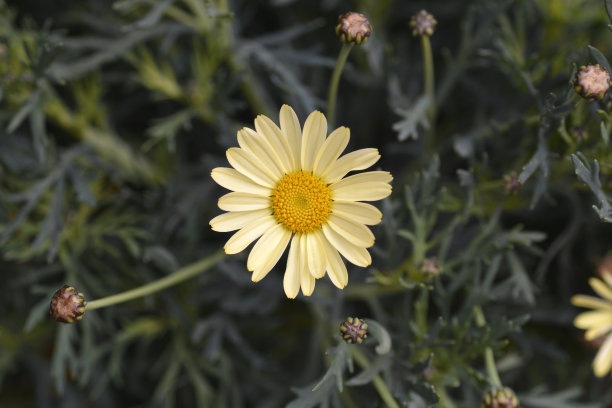 marguerite