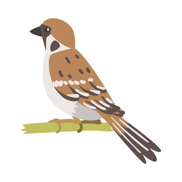sparrow