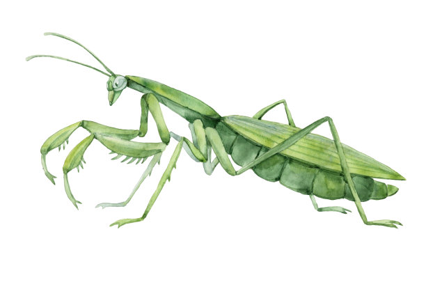 entomology