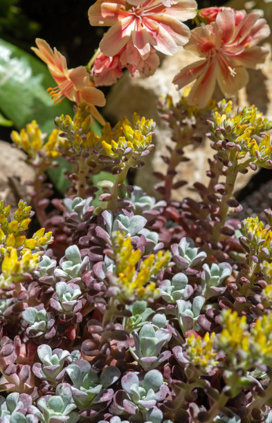 sedum