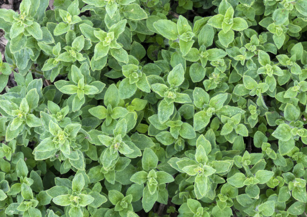 oregano