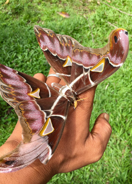ornithoptera