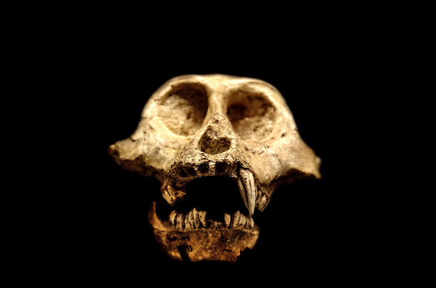 ape