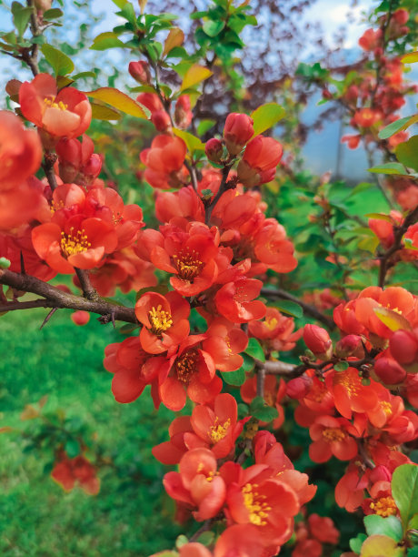 chaenomeles
