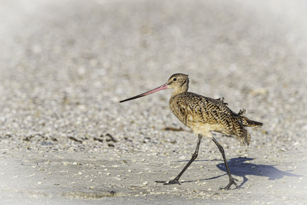 limosa