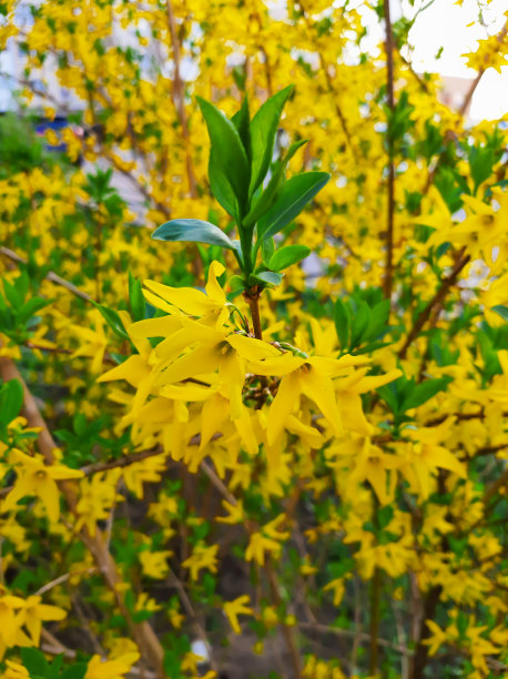 forsythia
